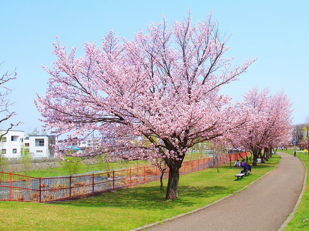 発寒河畔公園の桜